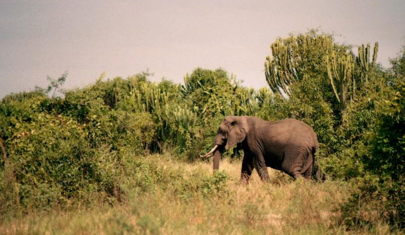 Queen Elizabeth National Park destination